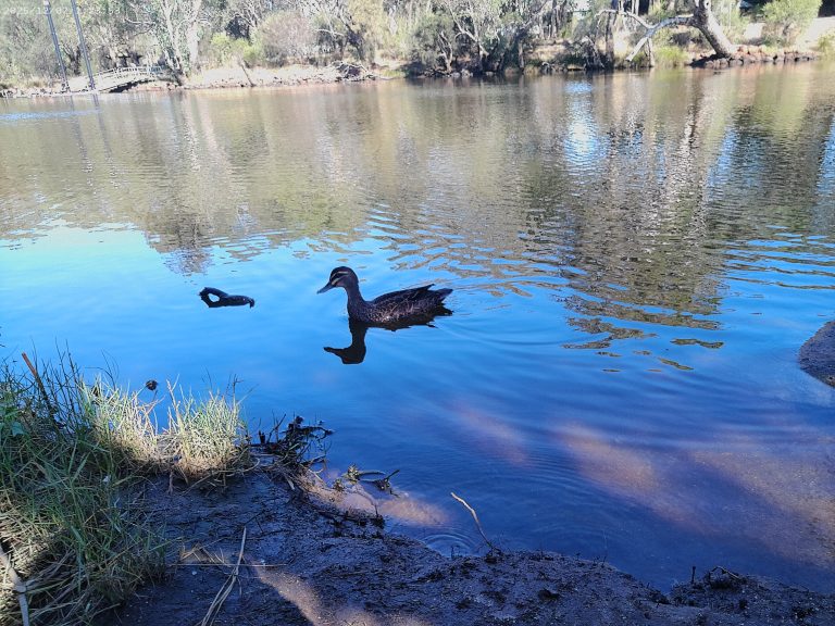 alice_philip_ANMP0025